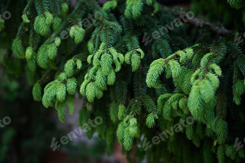Preview: Green spruce branch closeup. Nature background