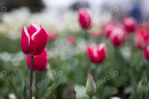 Preview: Tulips
