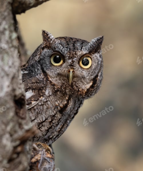 Preview: Eastern Screech Owl in a Tree