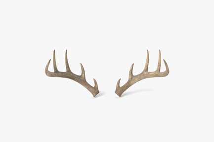 Preview: Realistic Deer Antlers - Cabin Decor Trophy