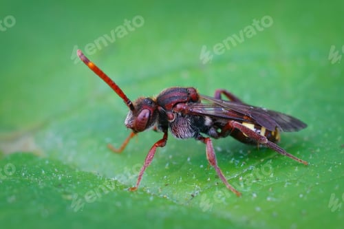 Preview: Closeup shot of a colorful red female cuckoo Panzer's nomad bee perched on a green leaf