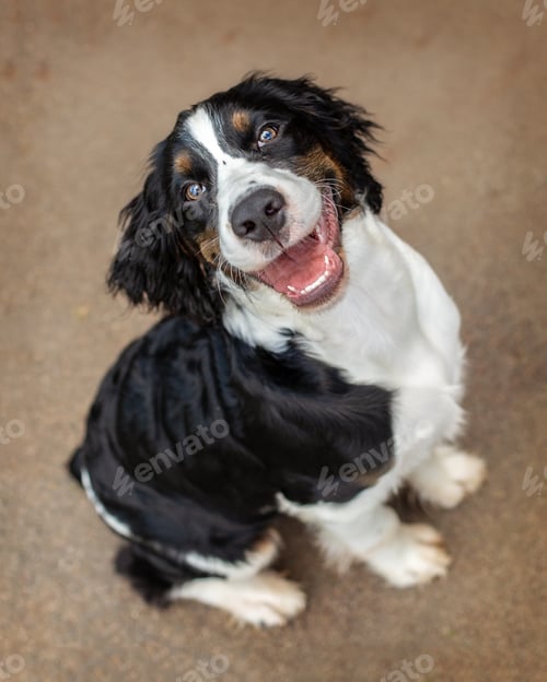 Preview: Happy English Springer Spaniel Puppy Looking Up