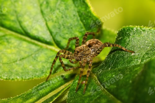 Preview: Spider on green leaf