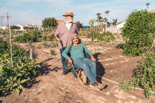 Preview: Smiling senior man giving woman a ride in a wheelbarrow through a vegetable garden
