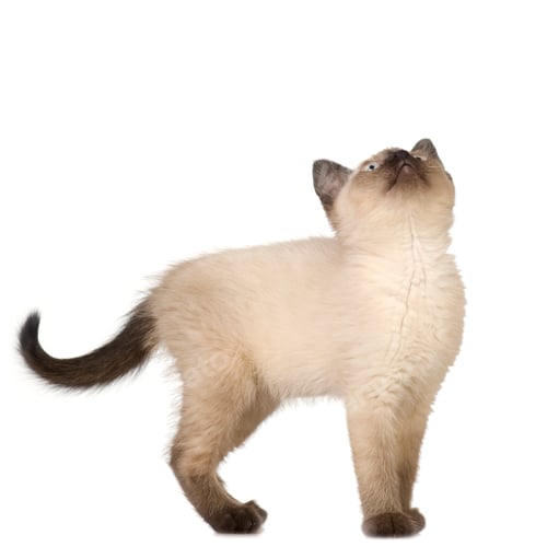 Preview: Siamese kitten