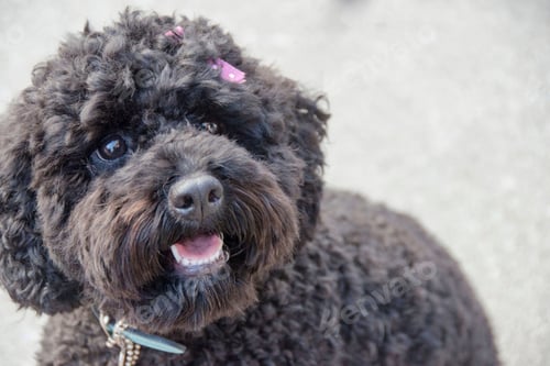 Preview: poodle, dog, puppy, pets, dogs