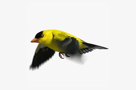 Preview: Soaring American Goldfinch