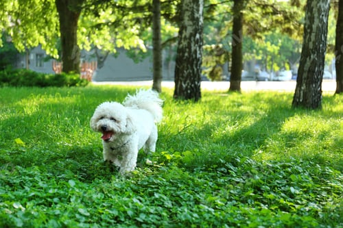 Preview: Cute fluffy Bichon Frise dog on green grass in park. Space for text