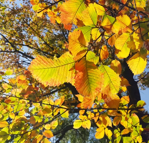 Preview: Beautiful branches of autumn elm-tree with bright golden leaves
