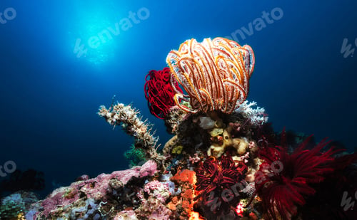 Preview: Colorful sea life underwater, shallow underwater seascape