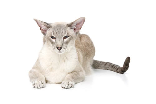 Preview: Beautiful oriental siam cat