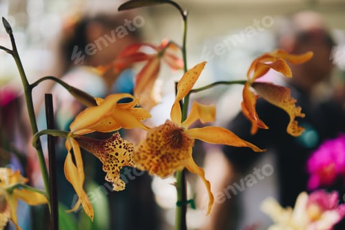 Preview: Rare orchid plants