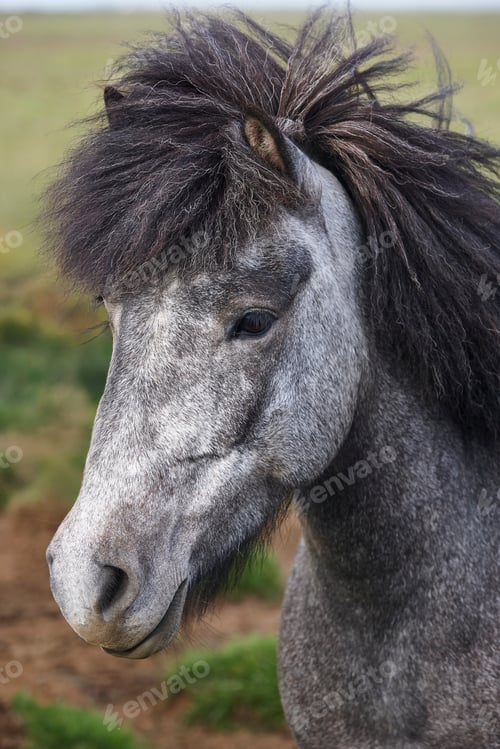 Preview: Icelandic grey horses grazing in the countryside. Vatnsnes Peninsula. Iceland