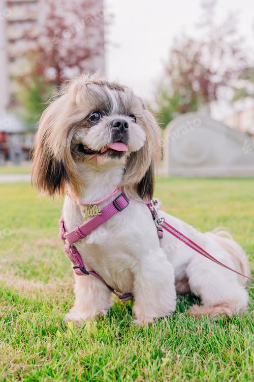 Preview: Dog with ID tag. Close up of a dog wearing collar with id tag. Shih Tzu Dog Breed