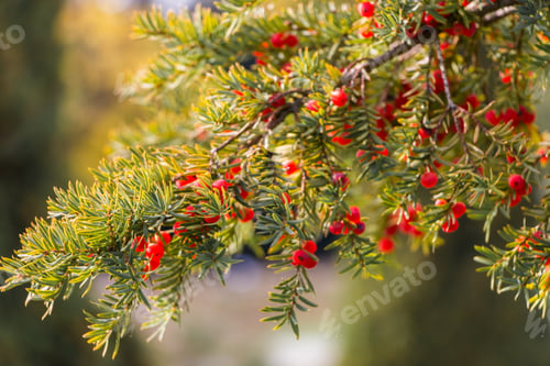 Preview: Natural autumn background. Green branches of a yew tree with red berries close-up on a bokeh backgro