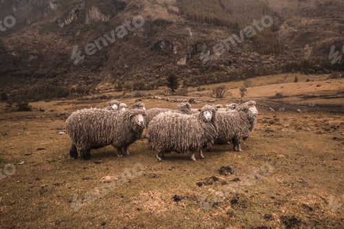 Preview: Herd of Lincoln sheep grazing in the wooded mountains