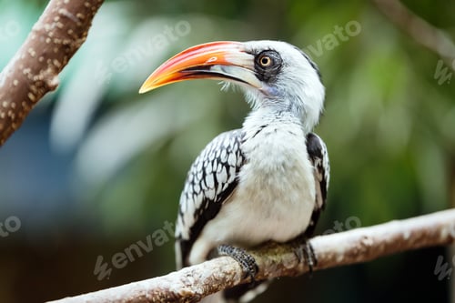 Preview: A beautiful Southern Yellow-billed Hornbill
