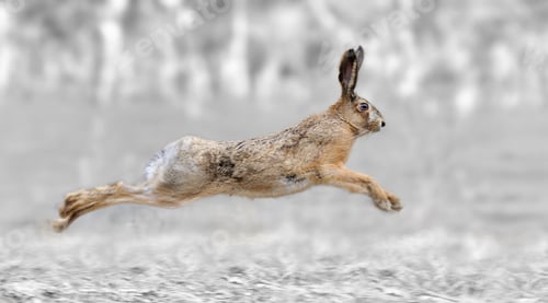 Preview: Black and white photography with color hare