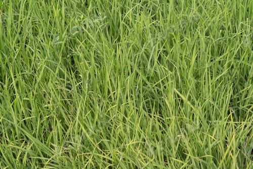 Preview: Fresh paddy rice, green agricultural field in countryside or rural area in Asia. Nature landscape.