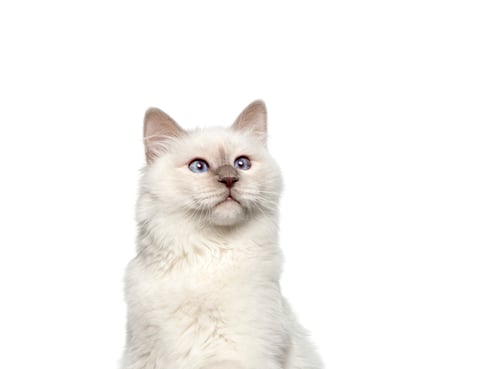 Preview: Birman cat looking up on white background