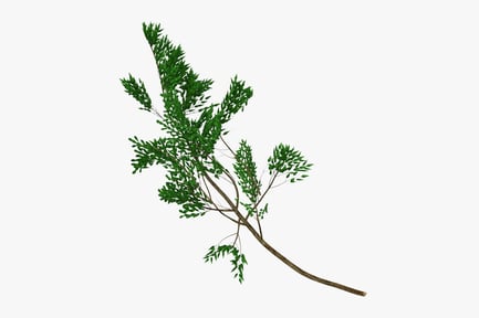 Preview: Lush Green Tree Branch