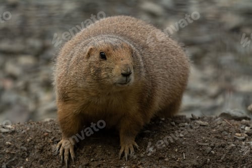 Preview: Mexican prairie dog in an outdoor setting