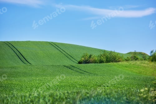 Preview: Green fields and blue sky in spring. Farmland in springtime - lots of copy space.
