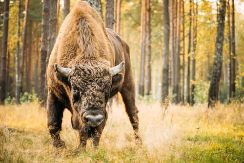 Preview: Belarus. European Bison Or Bison Bonasus, Also Known As Wisent Or European Wood Bison In Autumn