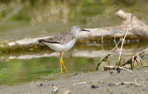 Preview: Lesser Yellowlegs Foraging for Worms.