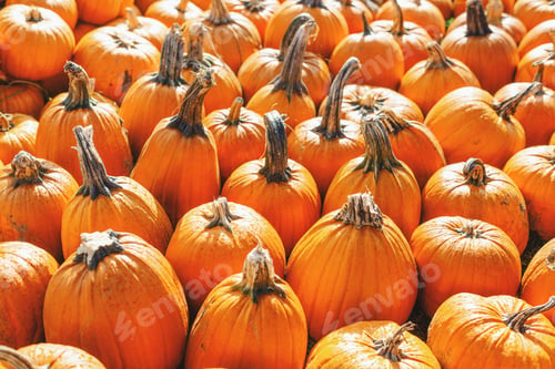 Preview: Pumpkin field with many pumpkins