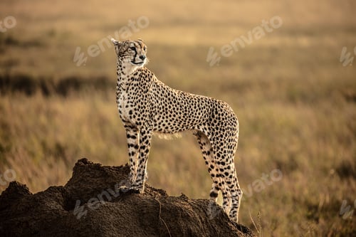 Preview: Selective focus of a Northwest African cheetah on top of a rock in a farmland