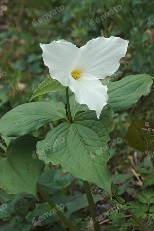 Preview: White Trillium (Trillium Grandiflorum). Called Large-Flowered Trillium, Great White Trillium And