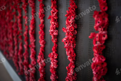 Preview: red poppies flower remember ANZAC fallen heros memorial