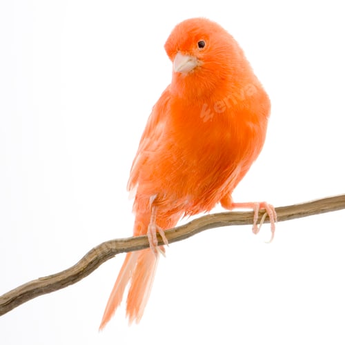Preview: Red canary on its perch