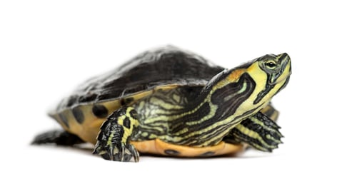 Preview: Pond slider turtle, isolated on white
