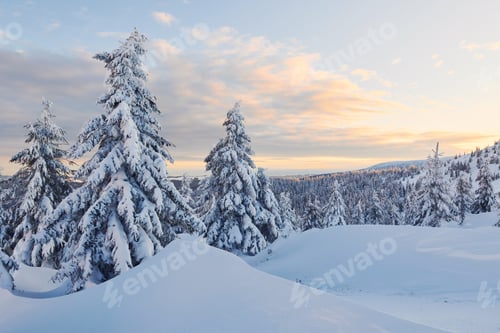 Preview: Cloudy sky. Magical winter landscape with snow covered trees at daytime