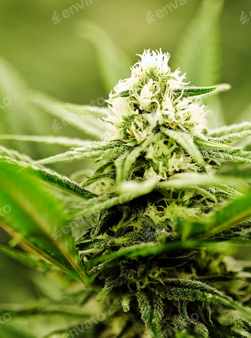 Preview: Close up of Cannabis plant