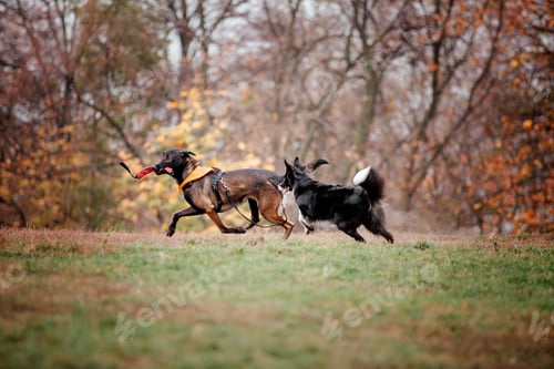 Preview: Group of dogs on a Foggy Autumn Morning. Dogs running. Fast dogs outdoor. Pets in the park.