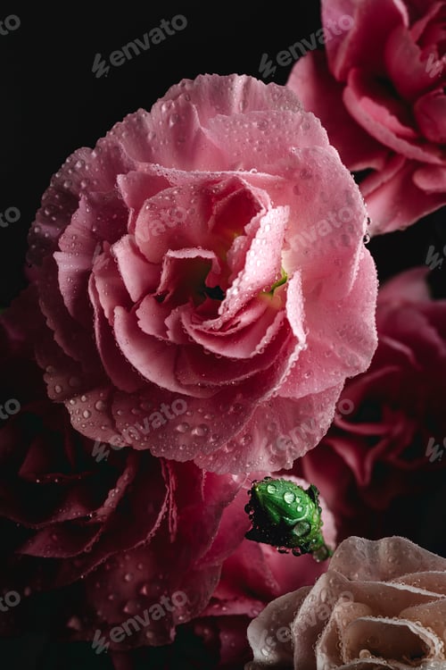 Preview: bouquet of pink carnations flowers