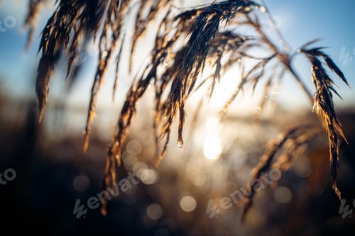 Preview: Closeup selective focus shot of a tree leaves with the Sun on the background