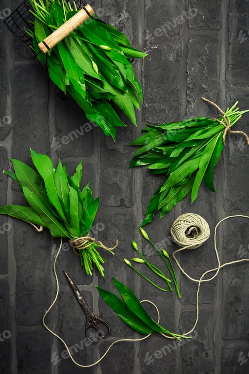 Preview: Fresh picked bunch of Ramson or bear leek (Allium ursinum)