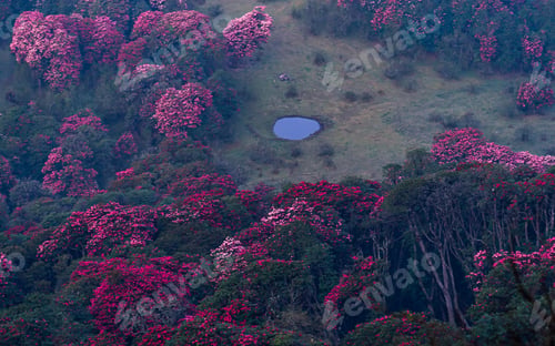 Preview: blossom rhododendron flower in Tinjure hill