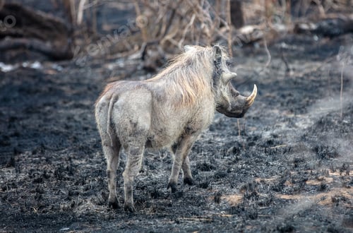Preview: Warthog standing in a burnt ground, Savanna Fire Management in Kruger National Park, South Africa.