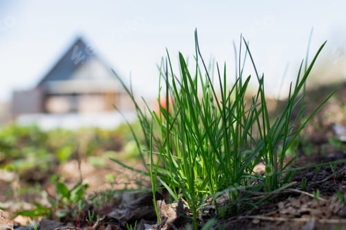Preview: The first spring green grass on a plot of land warmed by the sun against the background of the house