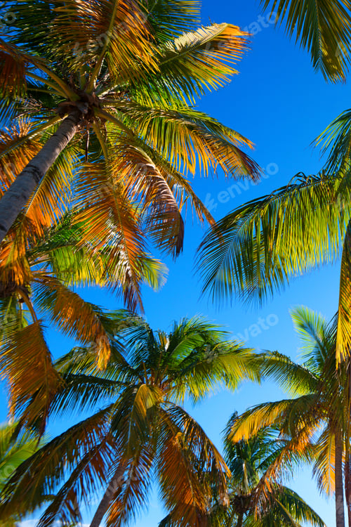 Preview: Tropical beach with a palm tree