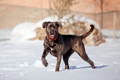 Preview: Cane Corso Italiano dog running in the snow. Dog in winter. Happy pet on a snowing walk.