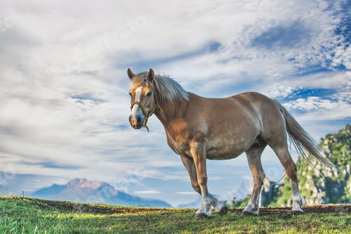 Preview: A horse in the hillside meadow