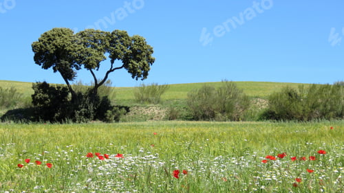 Preview: Scenic landscape of a lush meadow filled with wildflowers and green trees in the background.