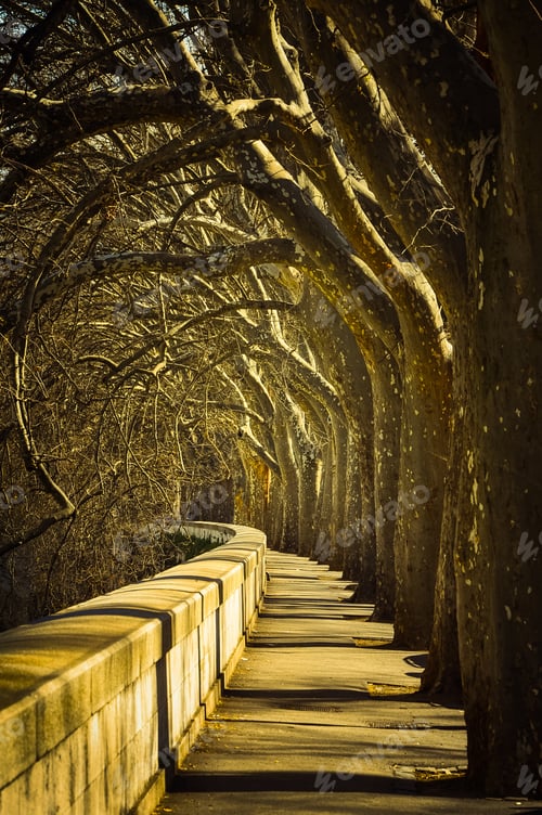 Preview: Majestic promenade with old trees near Tevere river in Rome, Italy