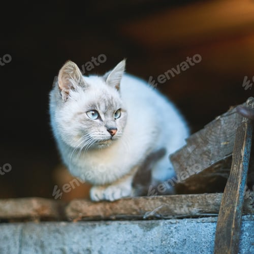 Preview: White cat with blue eyes on wooden surface in rustic setting looking alert